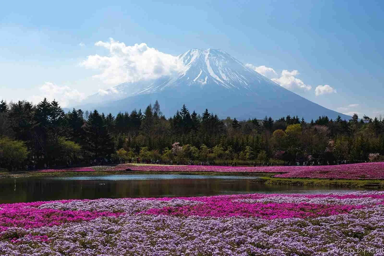Panoramic view of Hanamiyama Park Sakura Blossoms