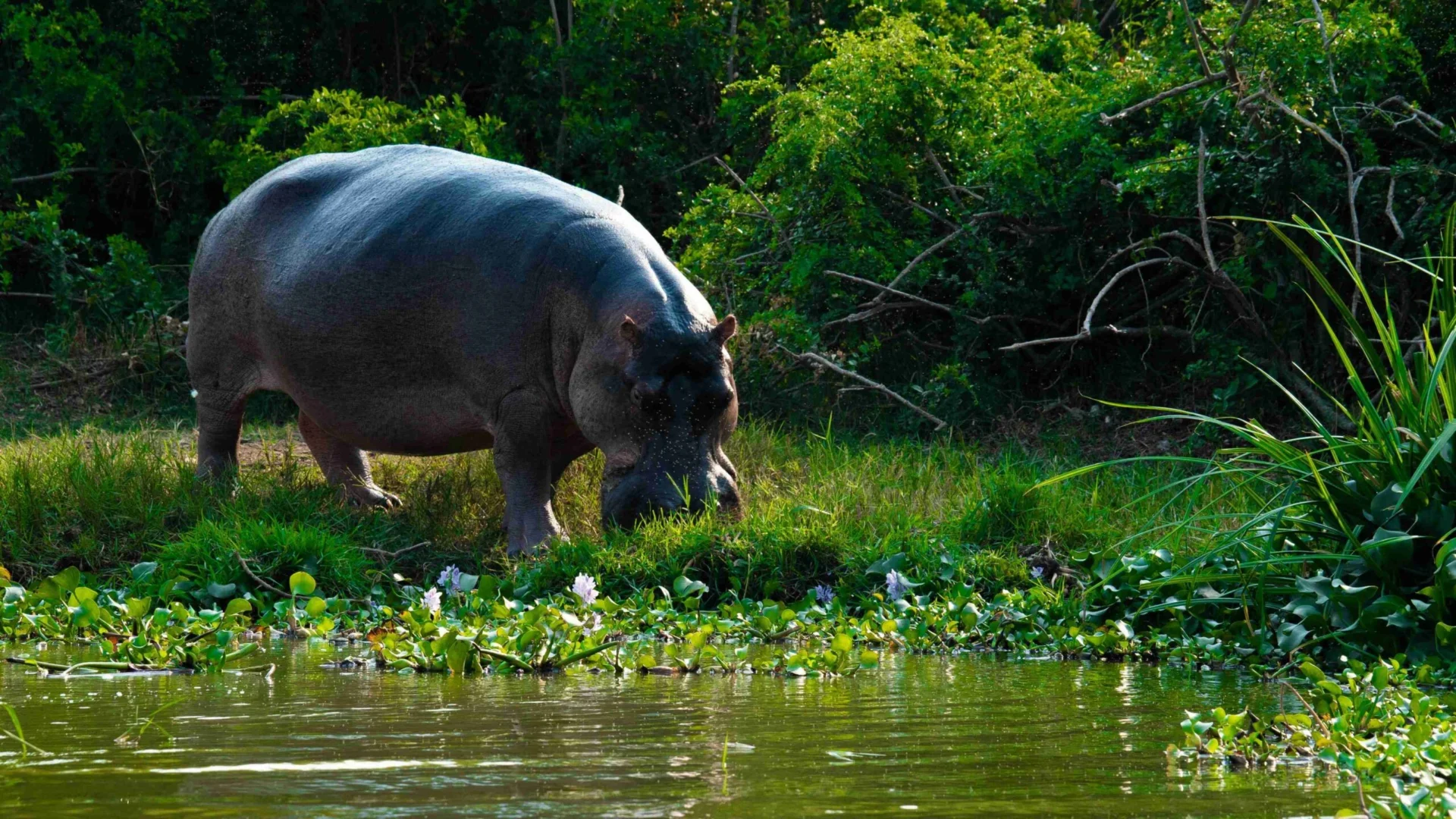 a-group-of-elephants-stand-near-a-body-of-water