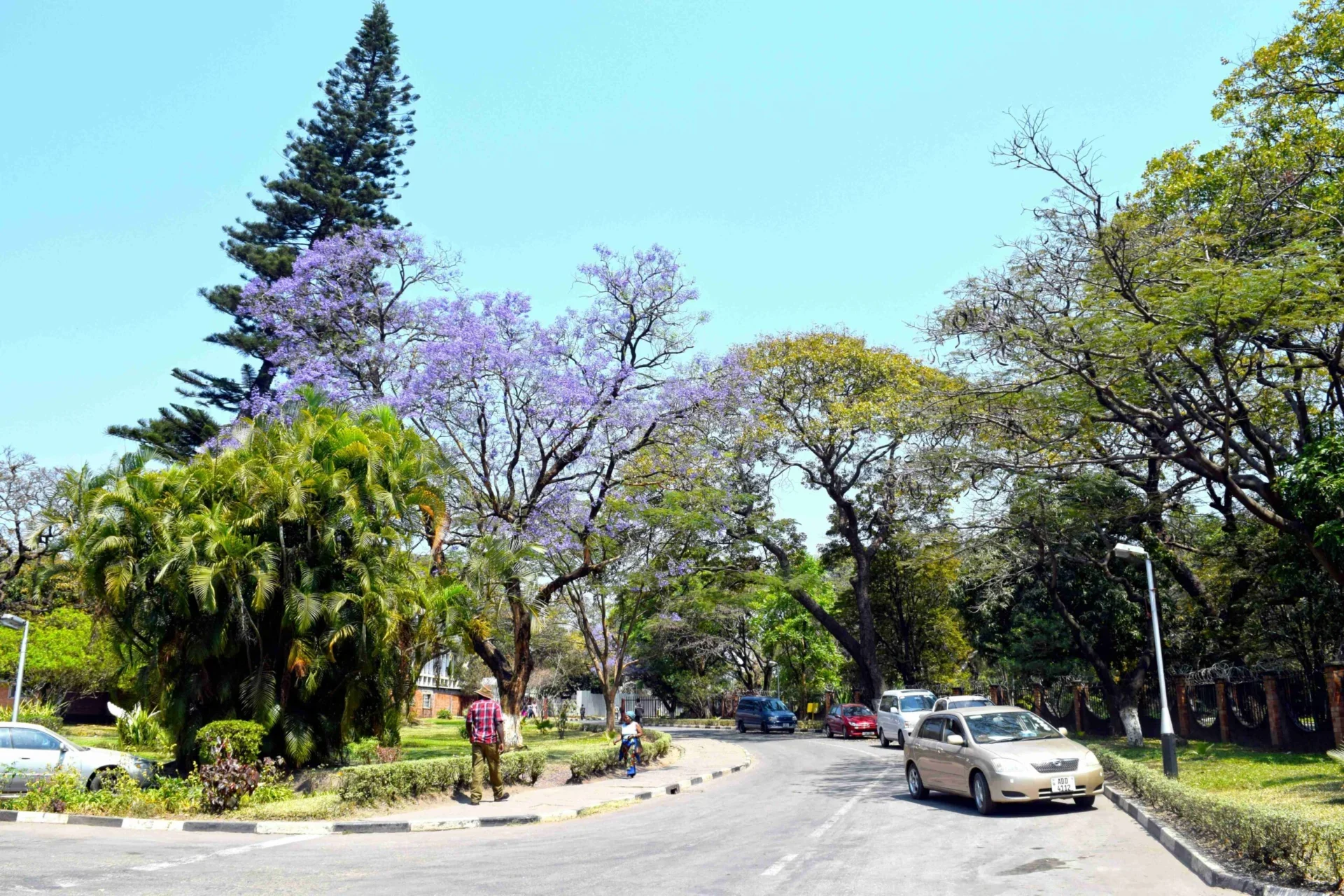 a-car-driving-down-a-road-next-to-a-lush-green-forest
