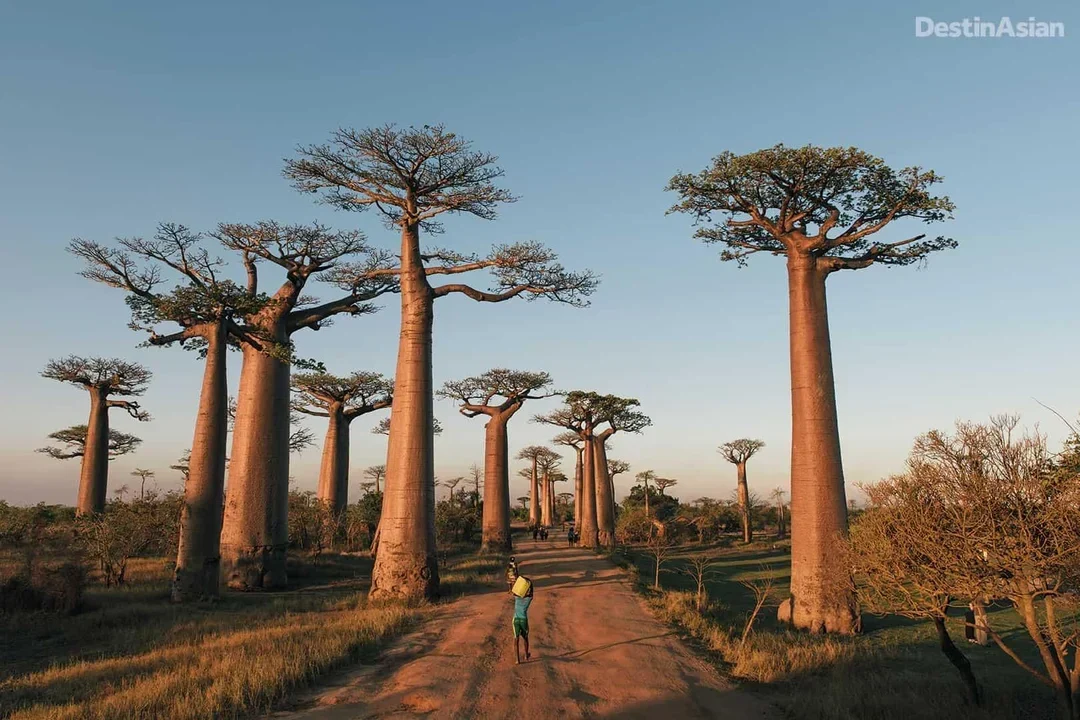 madagascar bg