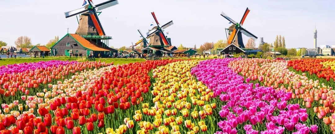 netherlands bg