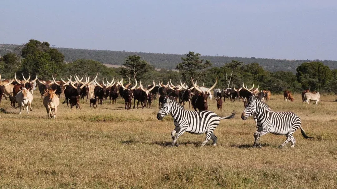 south sudan bg