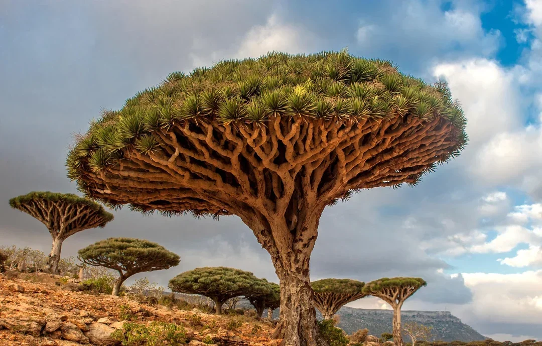 yemen bg